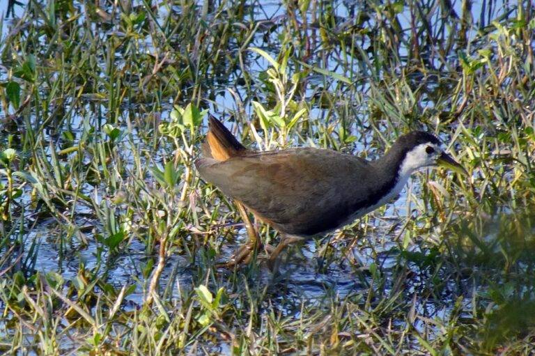 The Impact of Political Advertising on Election Outcomes